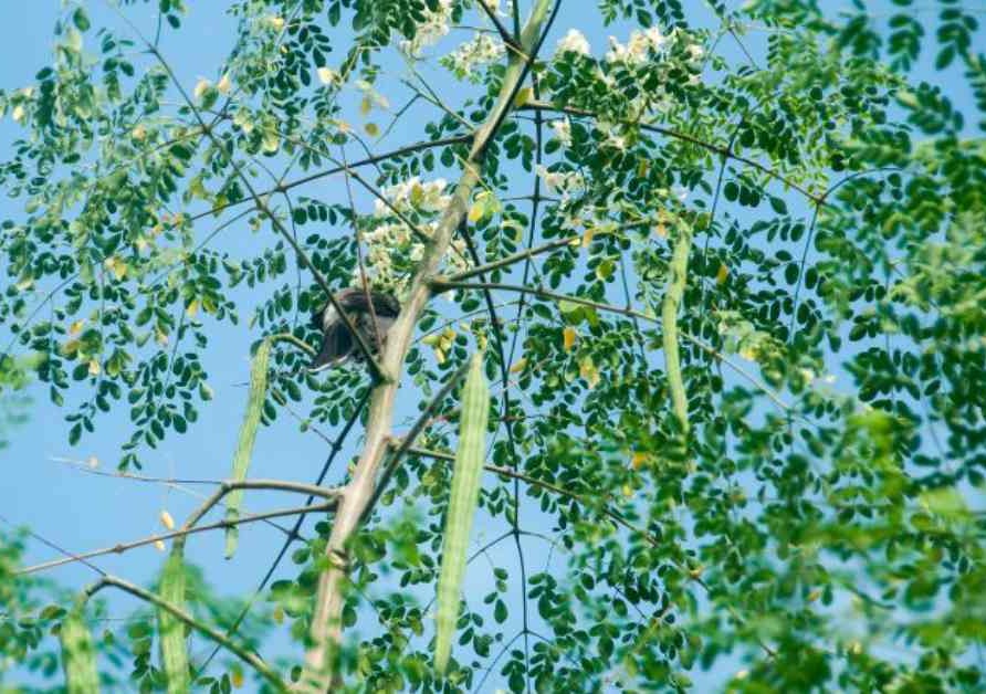 మునగ చెట్టు.. మిరాకిల్ ట్రీ