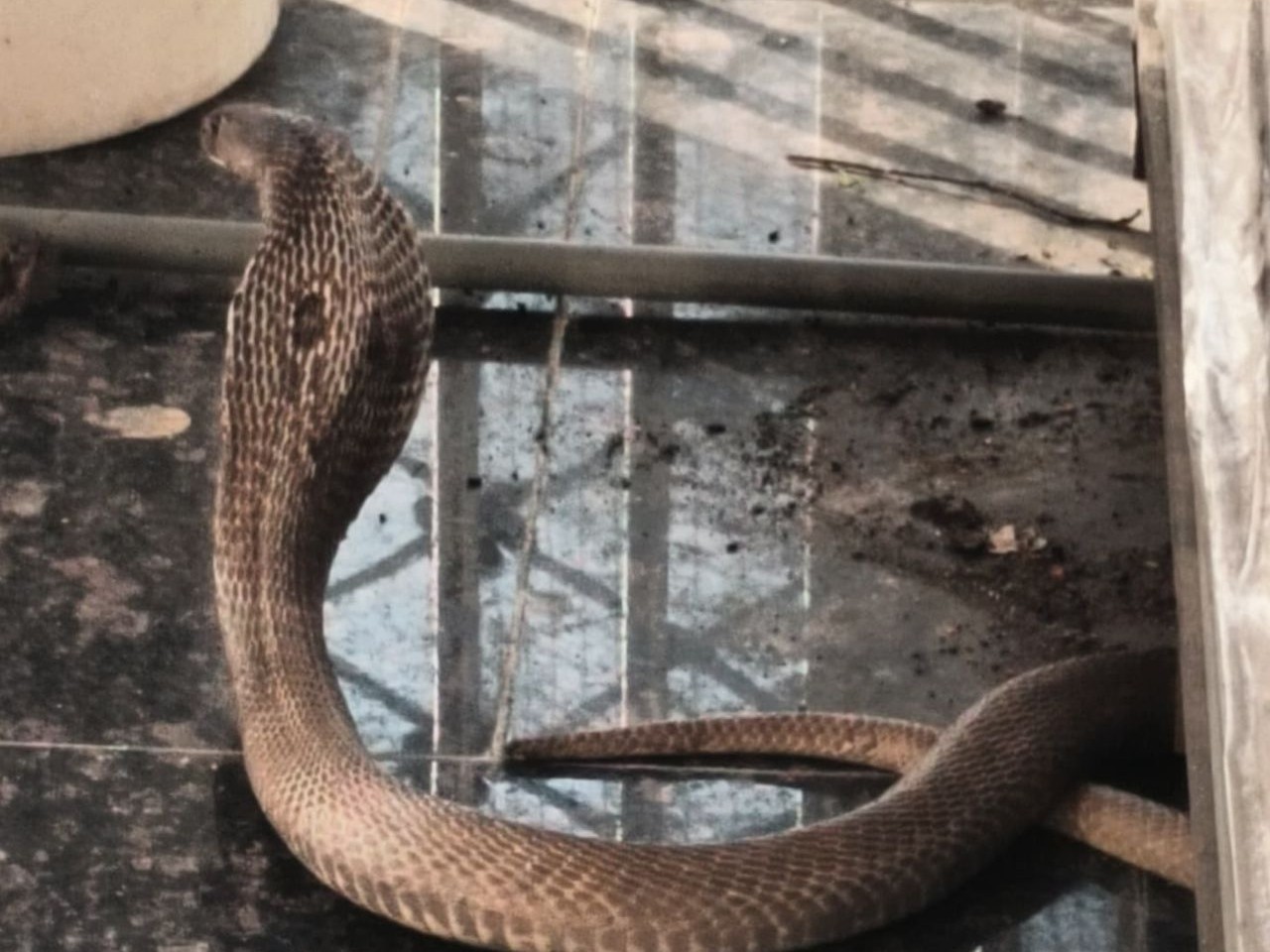 పాలకుర్తి ఆలయంలో నాగుపాము ప్రత్యక్షం