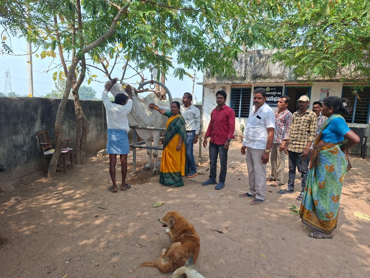 గాలికుంటు నివారణ టీకాల పంపిణీ