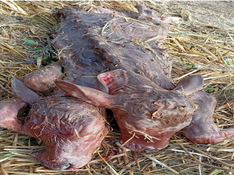 రెండు తలలతో ఆవుదూడ జననం