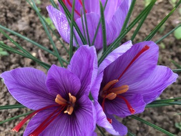 నేడు ఉద్యాన కళాశాలలో కుంకుమ పువ్వు సాగుపై శిక్షణ