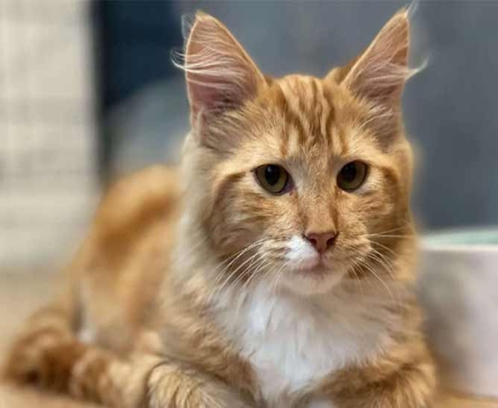 పోలీస్ స్టేషన్‌కు చేరిన పిల్లి పంచాయితీ