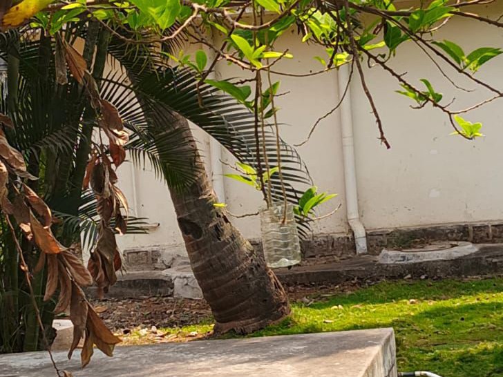 పక్షుల దాహం తీర్చిన కలెక్టర్ చొరవ