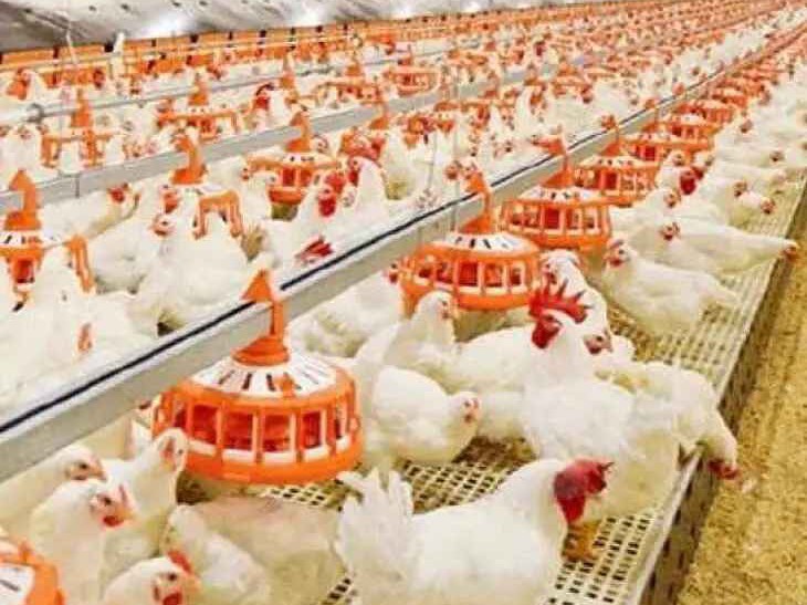 ఎండల దెబ్బకు విలవిలలాడుతున్న కోళ్లు..!