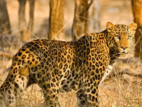 నేతువానిపల్లి శివారులో చిరుత దాడి: లేగదూడ మృతి