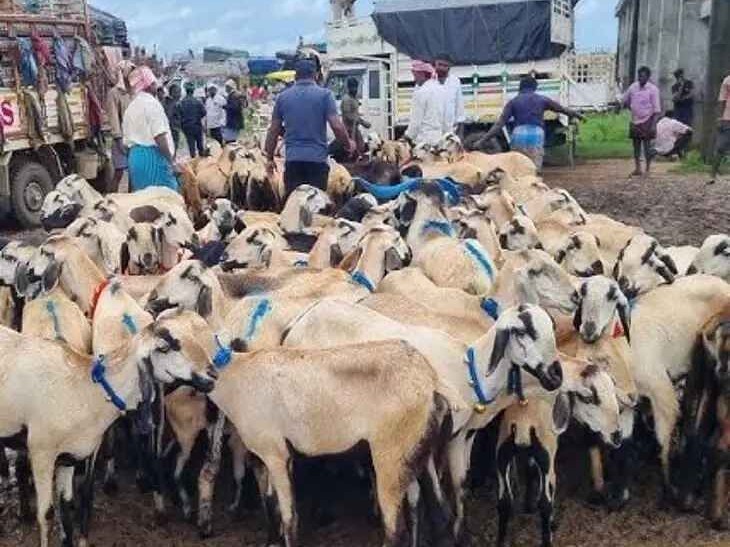 గొర్రెల సంత వేలంలో రూ.16.97 లక్షలు