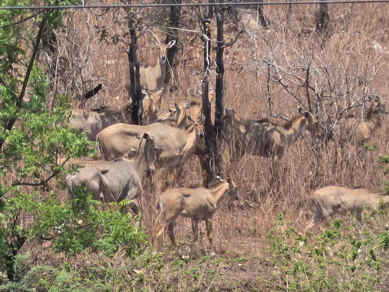 అడవిలో కనువిందు చేస్తున్న జింకల గుంపు