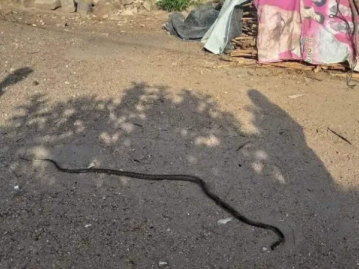 జనసంచారంలోకి పాములు.. బెంబేలెత్తిన ప్రజలు