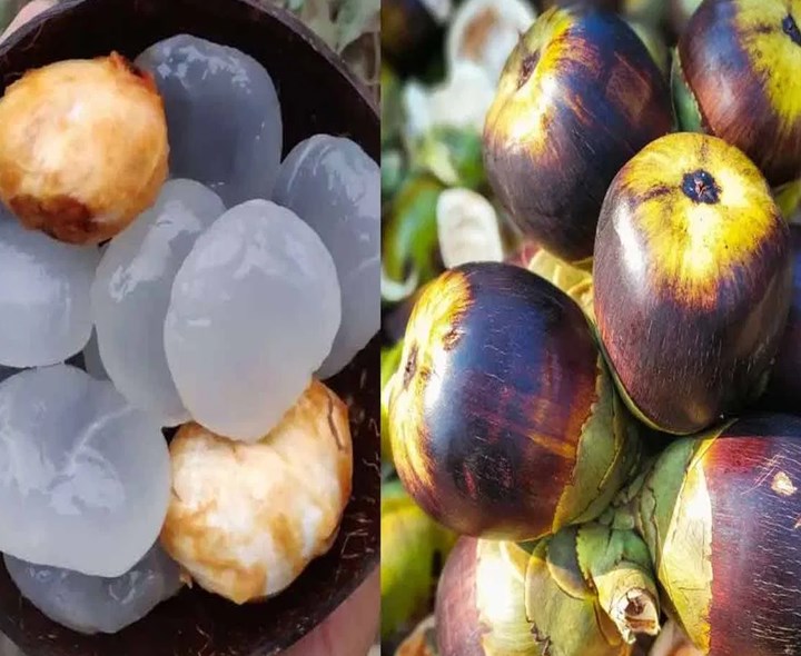 తాటిముంజలు తింటే కలిగే లాభాలు తెలుసా?