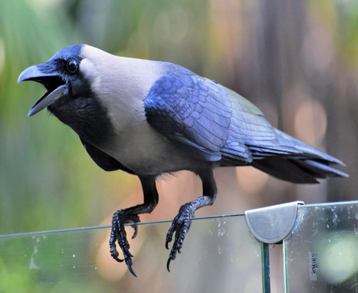 కాకి గురించి మీకు ఇవి తెలుసా..?