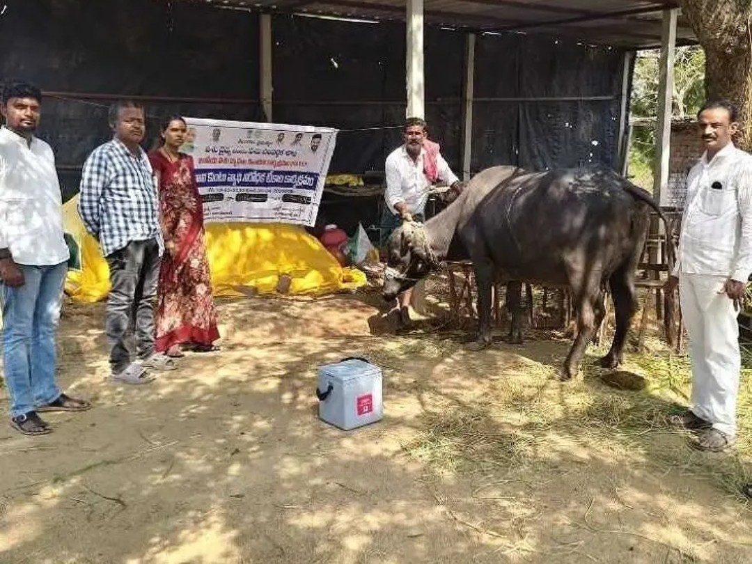 సుద్దులంతండాలో పశువులకు ఉచిత టీకాలు
