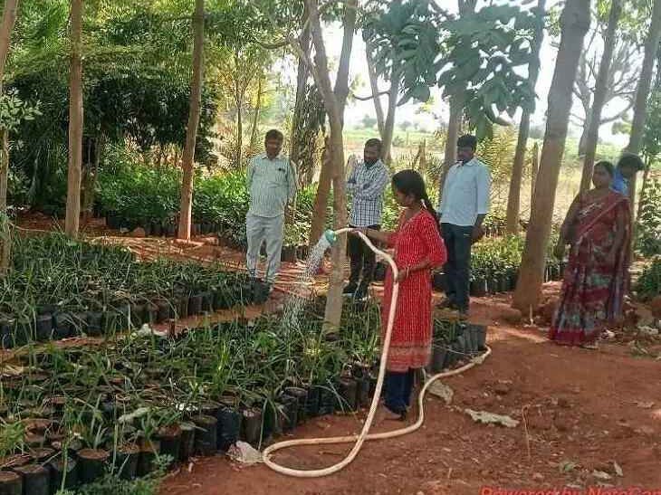 నర్సరీలను సంరక్షించాలి: ఎంపీడీవో