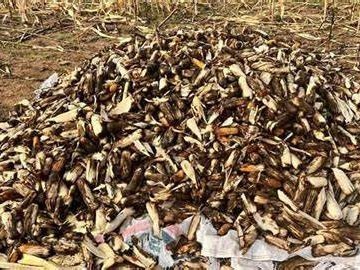 మొక్కజొన్న పంటకు అగ్ని బాదుడు.. రూ. లక్ష నష్టం