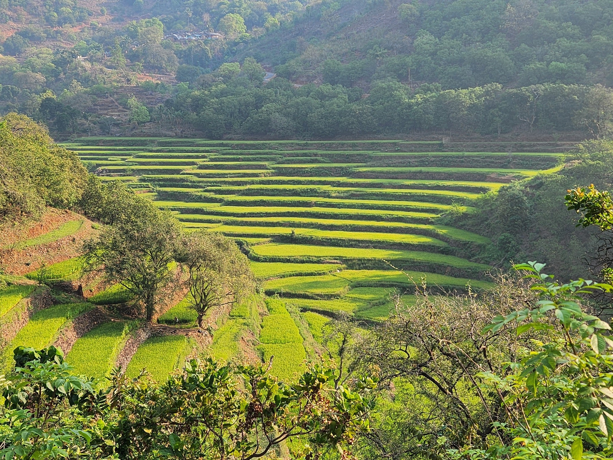 కొండవాగుల నీటితో గిరిజనుల వేసవి వరి సాగు