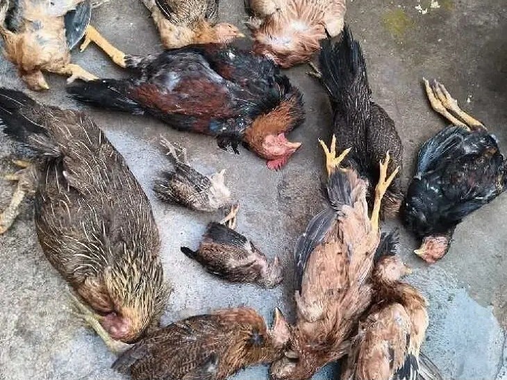 అనుమానాస్పద స్థితిలో కోళ్ల మృతి