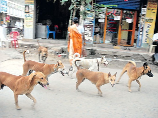 కుక్కల బెడదతో భయం.. భయం