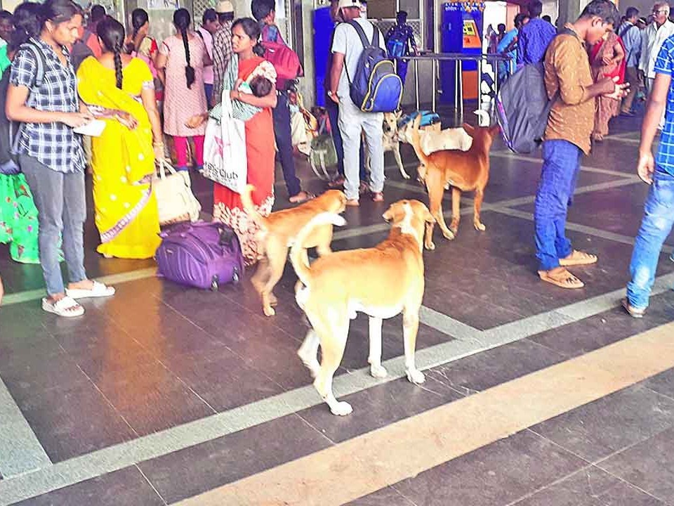 నవాండ్ది రైల్వే స్టేషన్‌లో కుక్కల బెడద