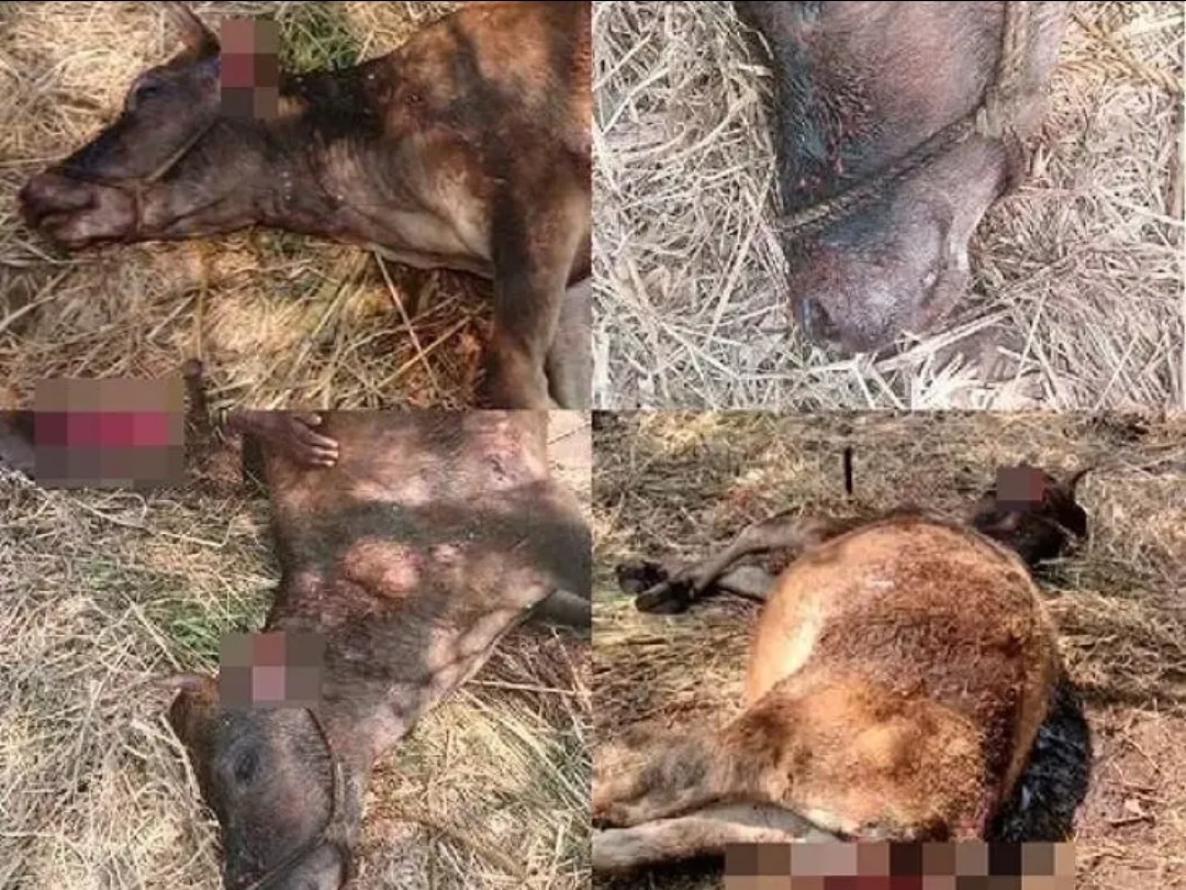 ఆవుపై వీధి కుక్కల దాడి… ఆవు మృతి