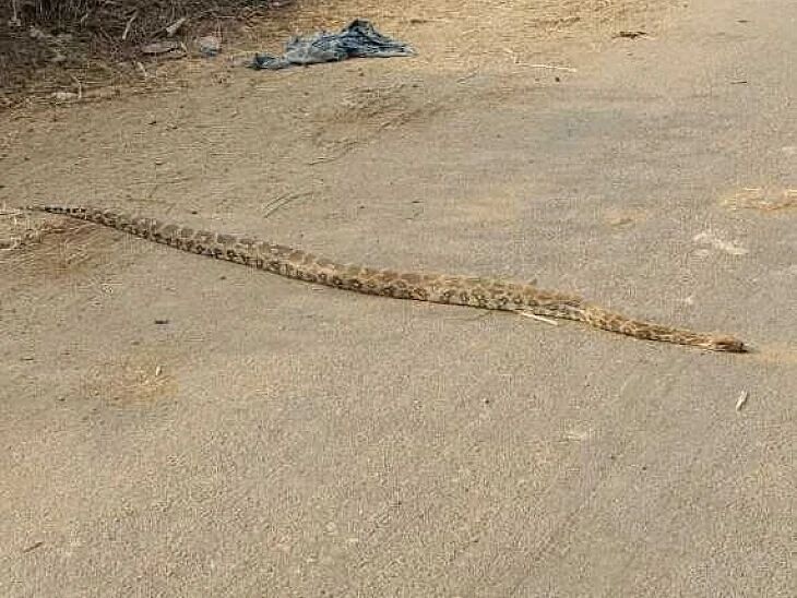 చిన్నపోచారంలో కొండచిలువ కలకలం