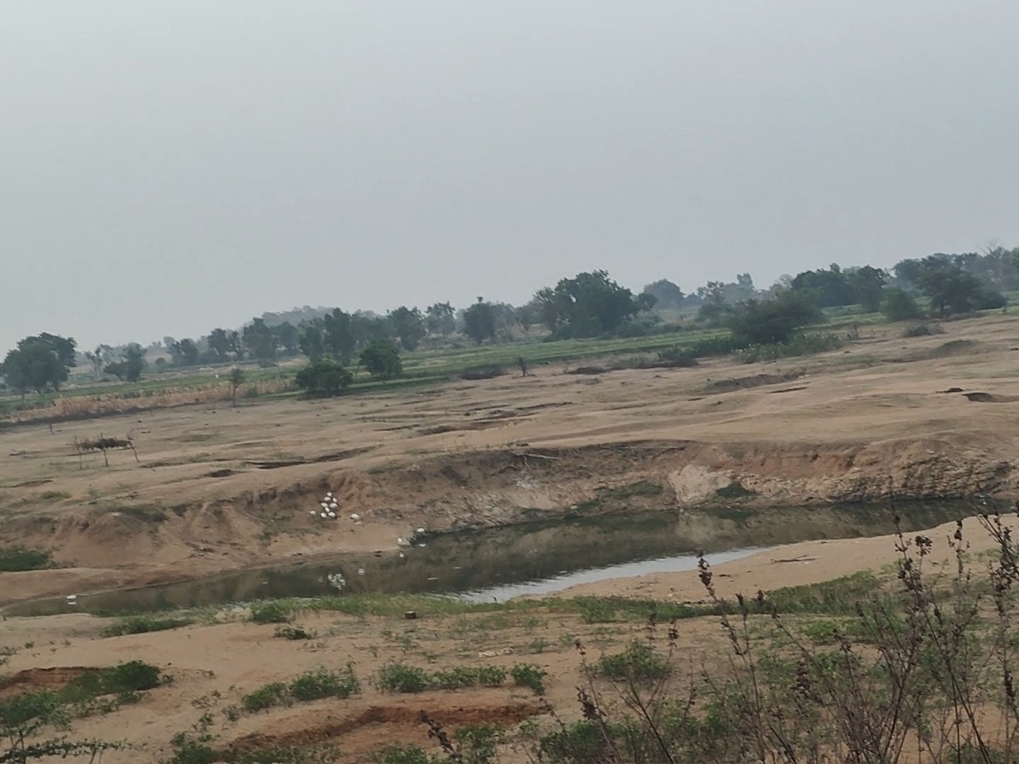 నీటి కోసం మూగజీవాల అవస్థలు