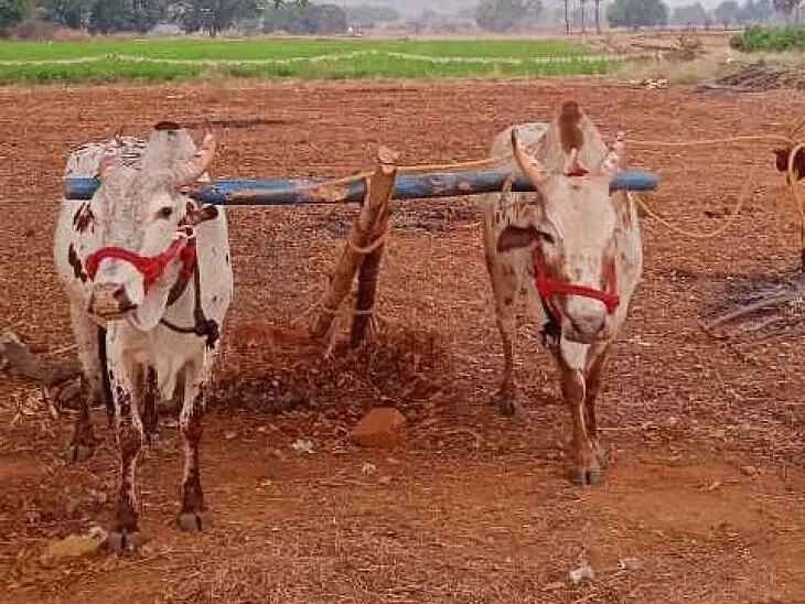 అపహరించిన ఎద్దులు లభ్యం