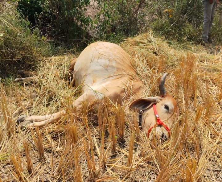 విద్యుత్ ఘాతంతో ఆవు మృతి