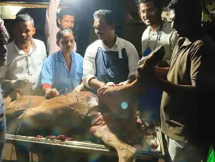 ఆవు దూడకు అరుదైన శస్త్రచికిత్స విజయవంతం