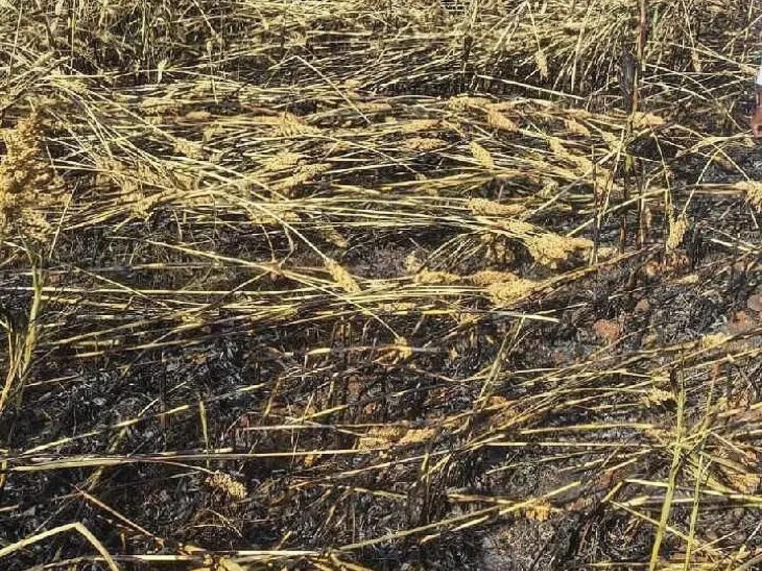 తలమడుగులో దగ్ధమైన జొన్నపంట