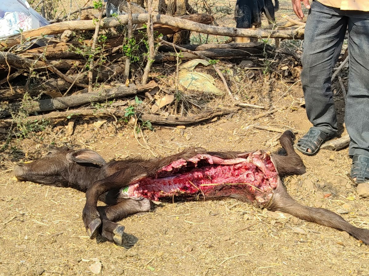 లేగ దూడపై చిరుత పులి దాడి