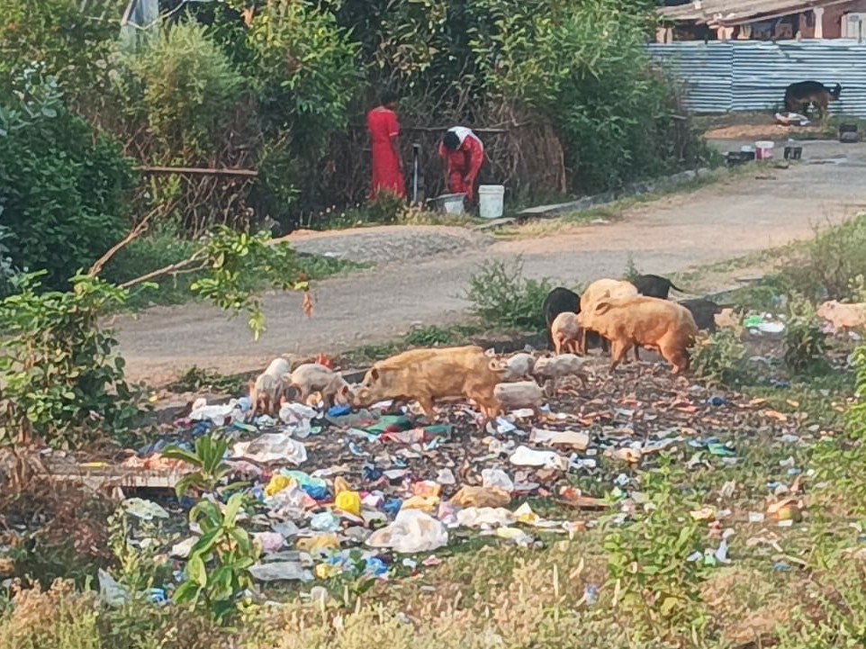 కల్లూరులో అస్తవ్యస్తంగా పారిశుద్ధ్యం
