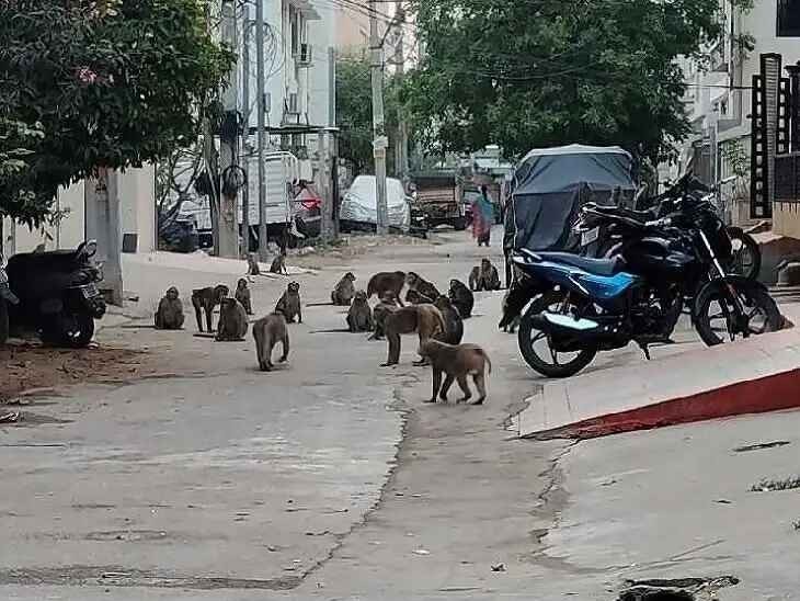 నల్లకుంటలో రోజురోజుకీ పెరుగుతున్న కోతుల బెడద