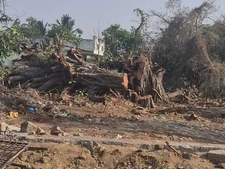 120 ఏళ్ల నాటి మర్రిచెట్టు నరికివేత