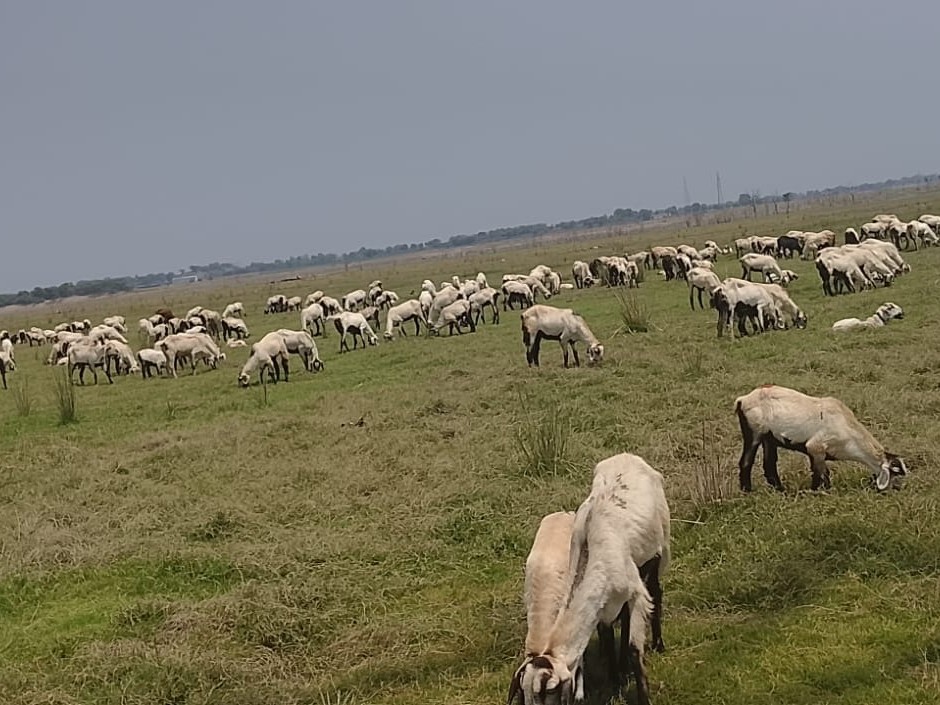 మిడ్ మానేరులో జీవాలకు గ్రాసం