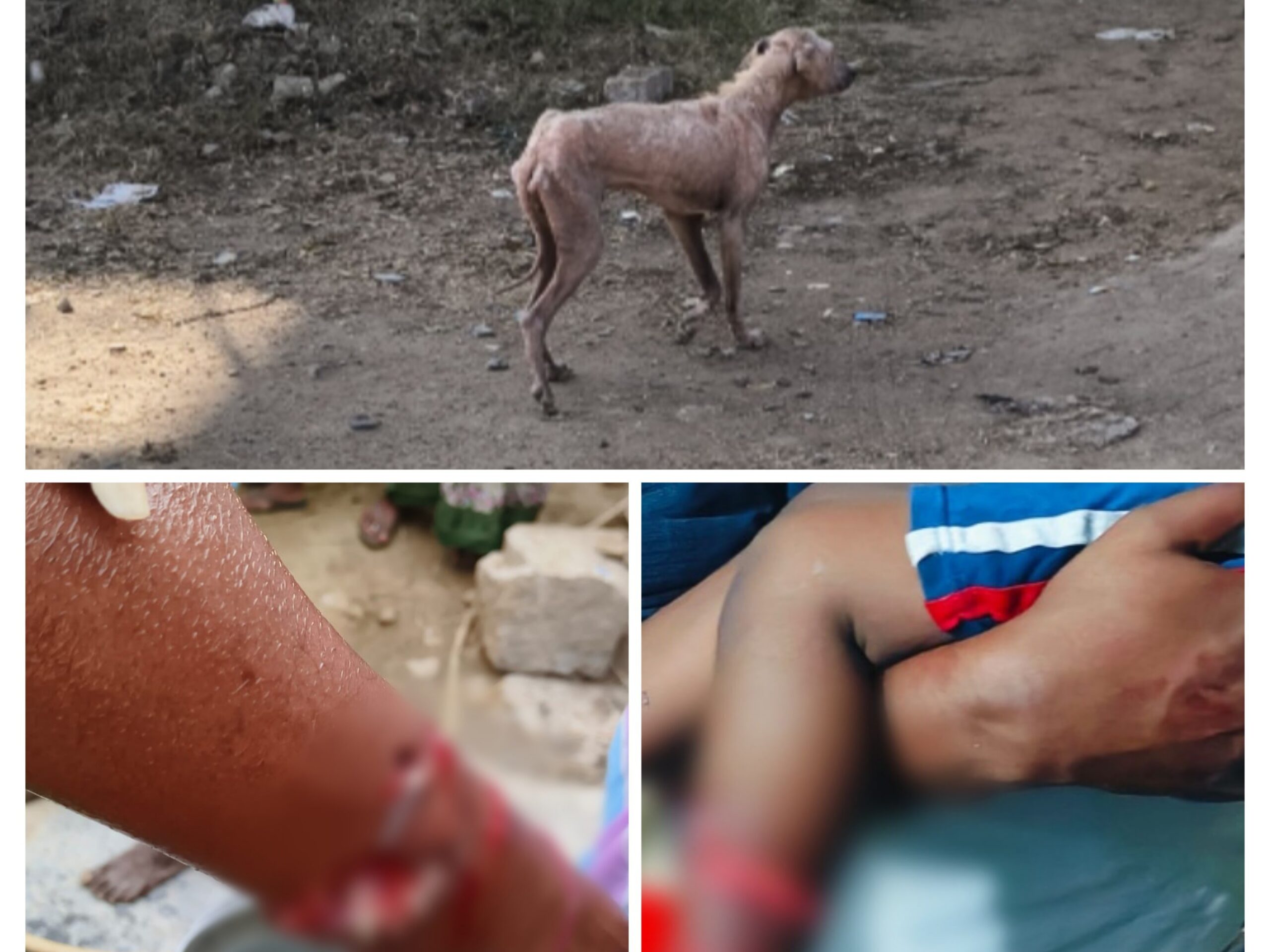 పిచ్చికుక్కల దాడులతో భయం భయం