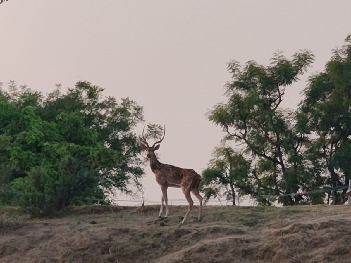 గ్రామస్తులను ఆశ్చర్యపరిచిన జింక