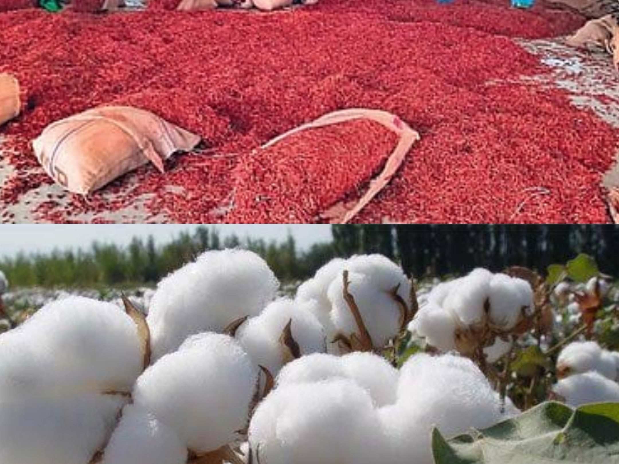 నేటి పత్తి, మిర్చి ధర వివరాలు