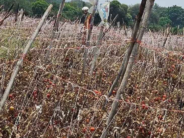 ధర లేక కన్నీరు.. పొలంలోనే టమాటా పంట