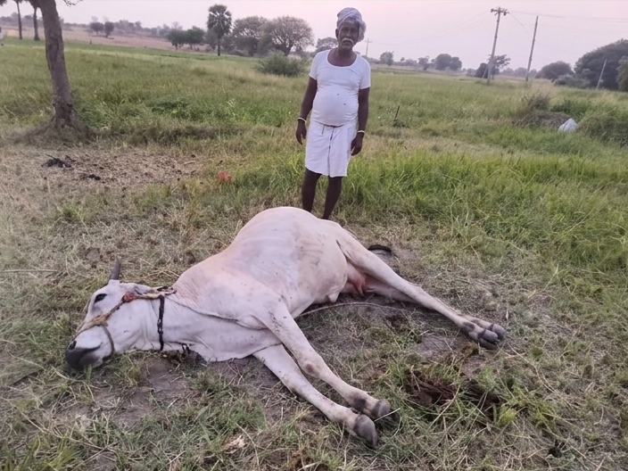 కరెంట్ షాక్‌తో ఎద్దు మృతి