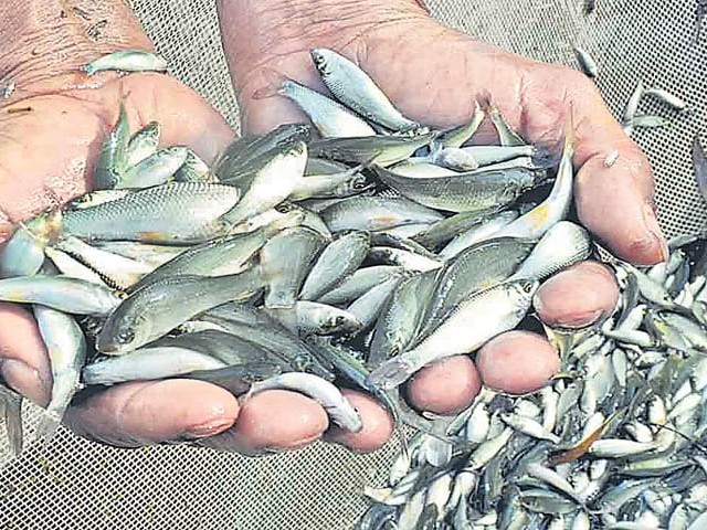 చేపల పెంపకంపై అవగాహన