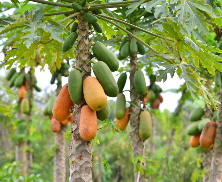 గణనీయంగా పడిపోయిన బొప్పాయి ధరలు