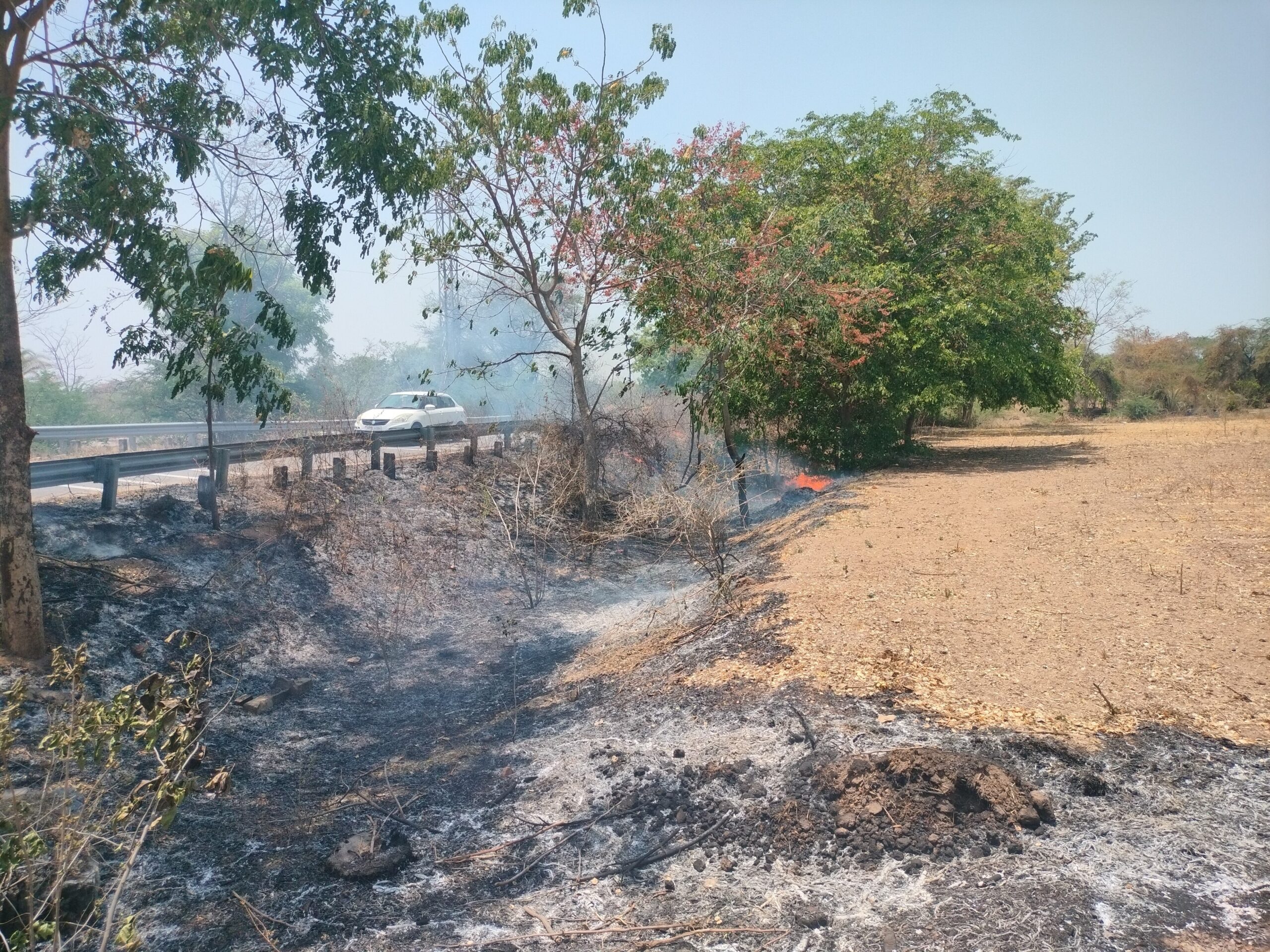 మంటల్లో ఉపాధి హామీ మొక్కలు