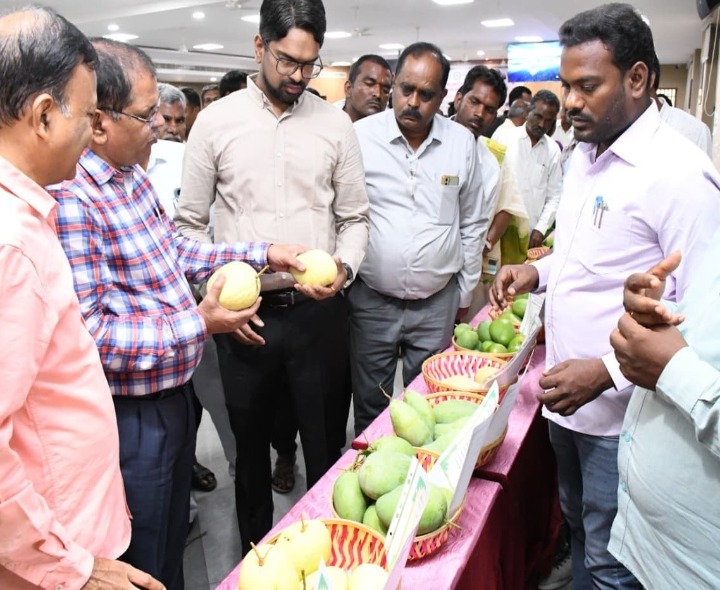 మామిడి పండ్లపై అవగాహన