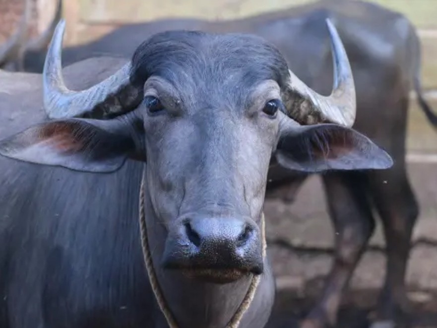 పాడి గేదెల పెంపకం దరఖాస్తు గడువు పొడిగింపు