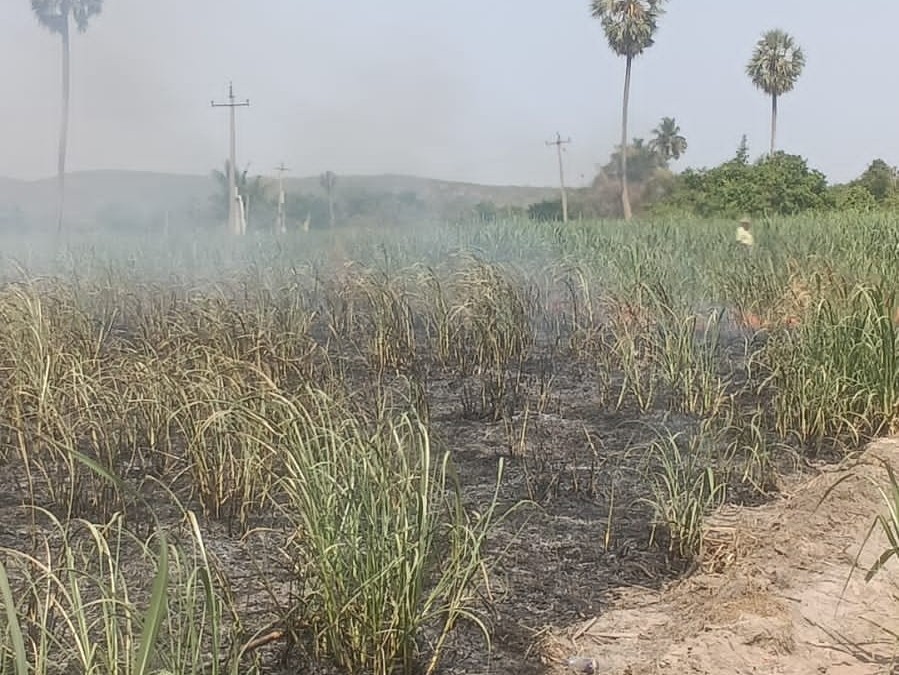విద్యుత్ తీగలు తెగి.. చెరకు తోట దగ్ధం