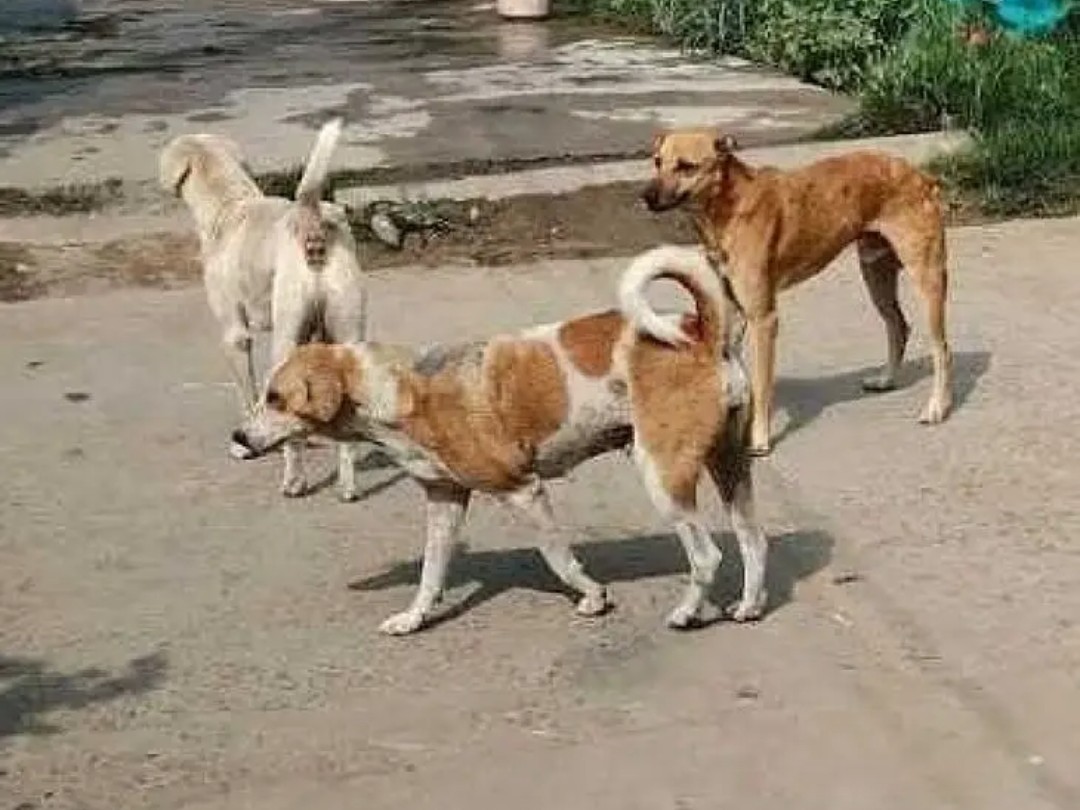 బంట్వారం వీధి కుక్కల స్వైరవిహారం