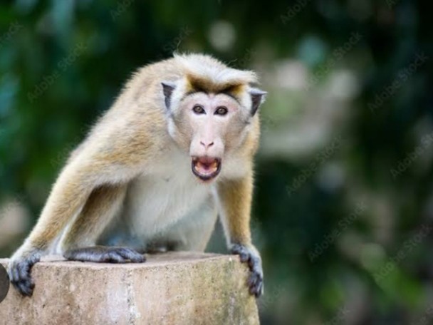 కోతులు పోవాలంటే అదొక్కటే మార్గం: అటవీ శాఖ