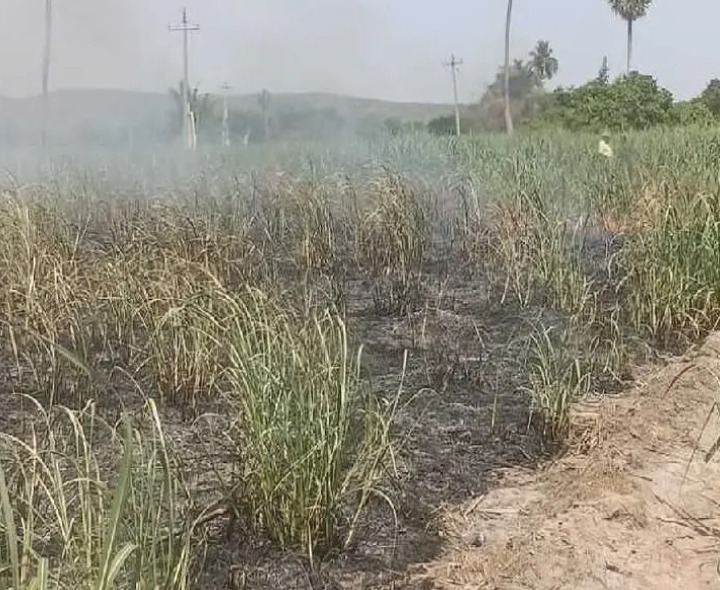 విద్యుత్ తీగలు తెగిపడి చెరుకు తోట దగ్ధం