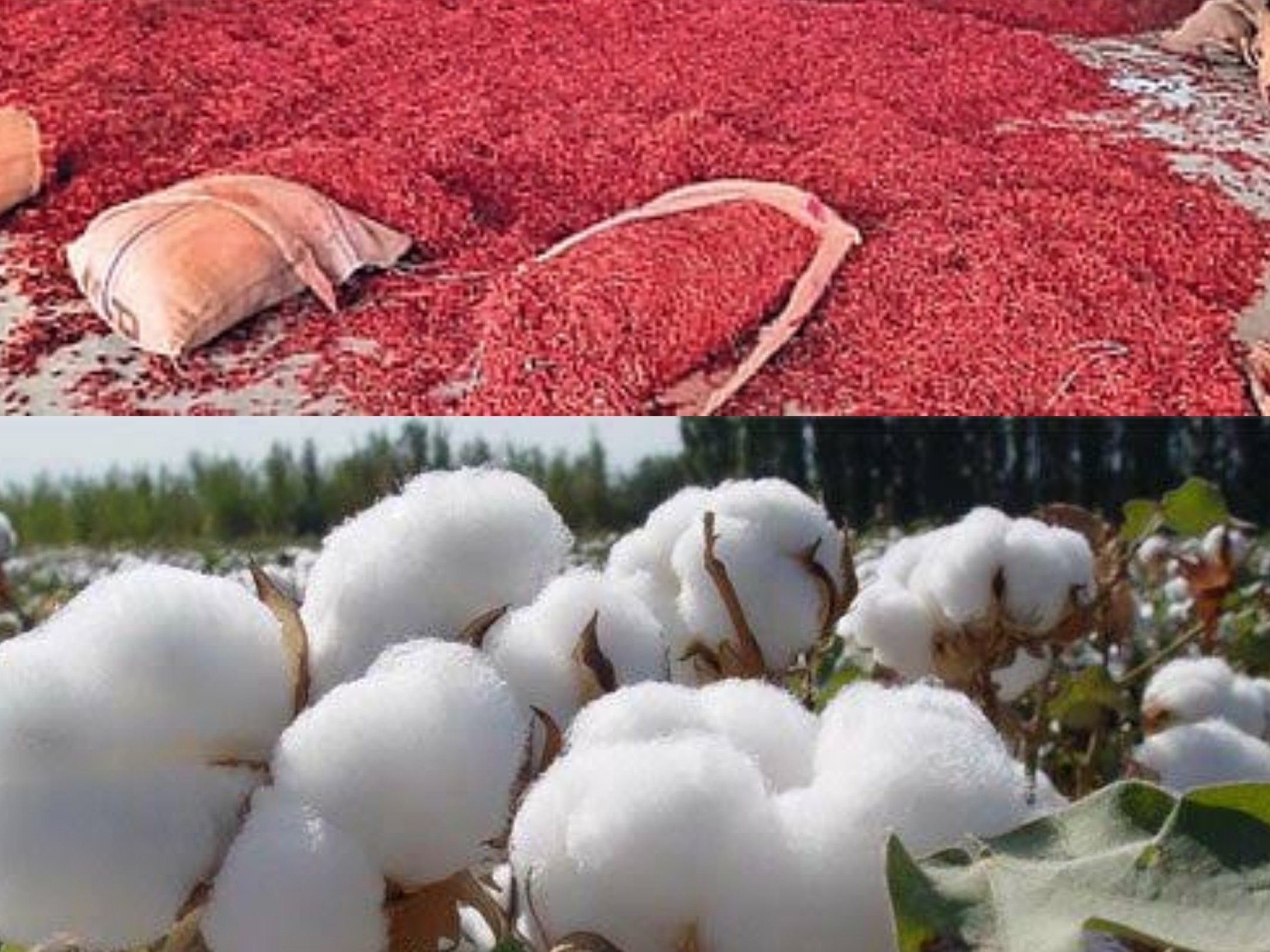 వ్యవసాయ మార్కెట్లో పత్తి మిర్చి నేటి ధరల వివరాలు