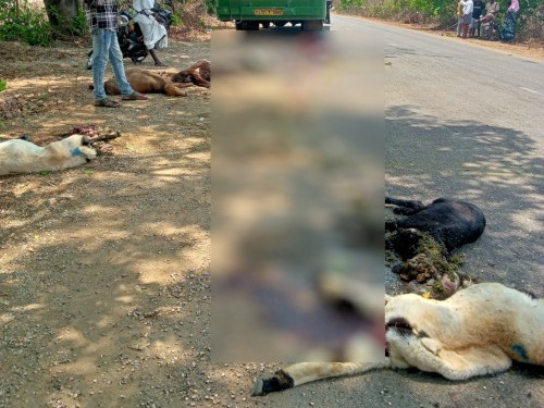 ఆర్టీసీ బస్సు ఢీకొని గొర్రెలు మృతి