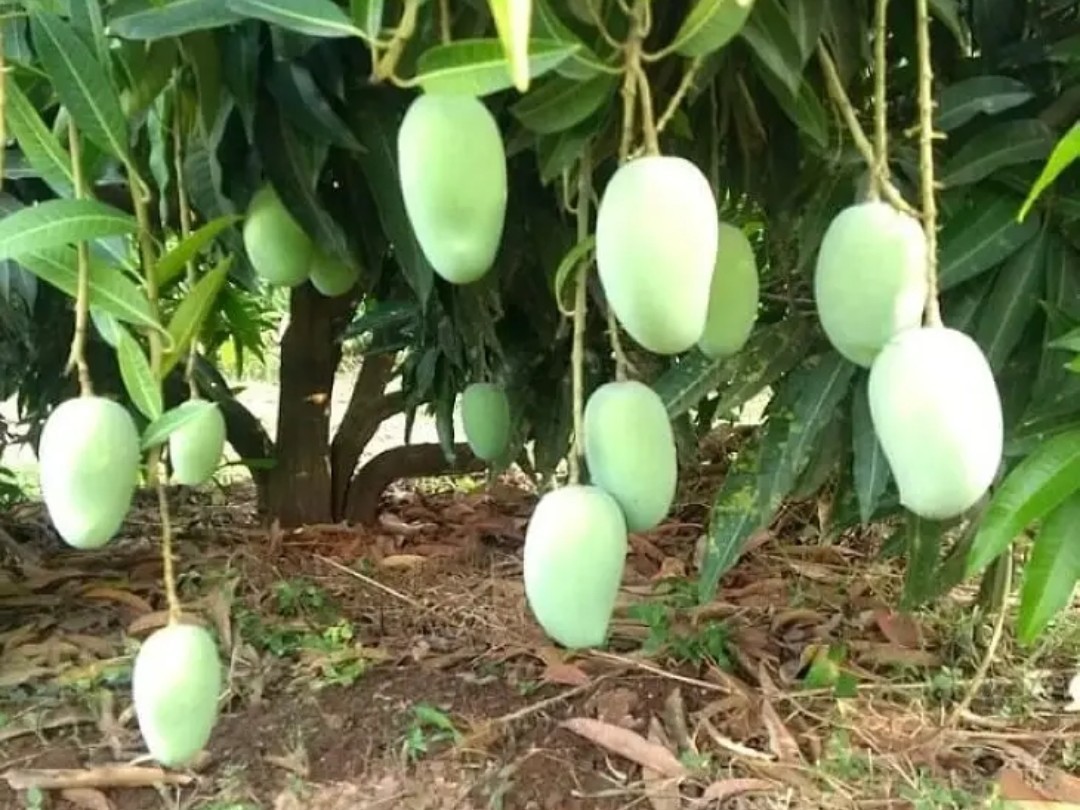 మామిడి రైతులపై ‘యుద్ధం’ ఎఫెక్ట్.!